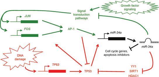 Fig. 4. mir-34a regulates growth factor signaling and the DNA damage response. The mir-34 family participates in the TP53-dependent response to DNA damage (indicated in red).