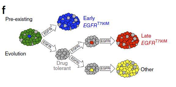 Model for the development of EGFR