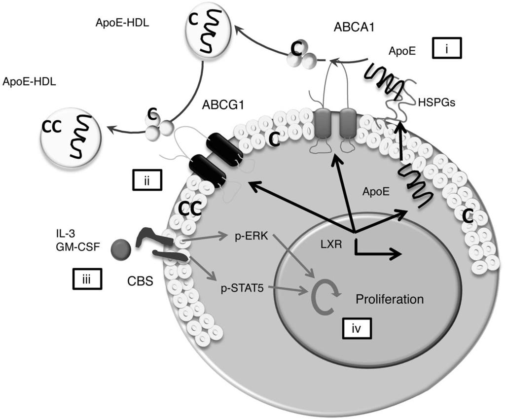 Figure 6 Endogenous cholesterol pathways regulate HSPC proliferation. HSPCs possess an active cholesterol efflux system expressing Abca1, Abcg1, and Apoe, which are responsive to LXRs.