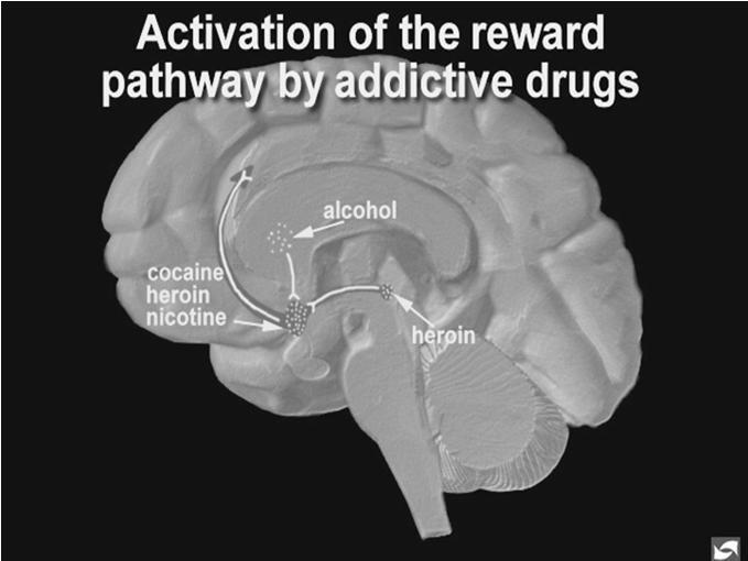Tobacco Use Disorder is in DSM5 Nicotine is a Real Drug 400 Accumbens COCAINE % of Basal Release 300 200 100 DA DOPAC HVA 0 0 1 2 3 4 5 hr Time After Cocaine % of Basal Release 250 200 150 100 0 0 1