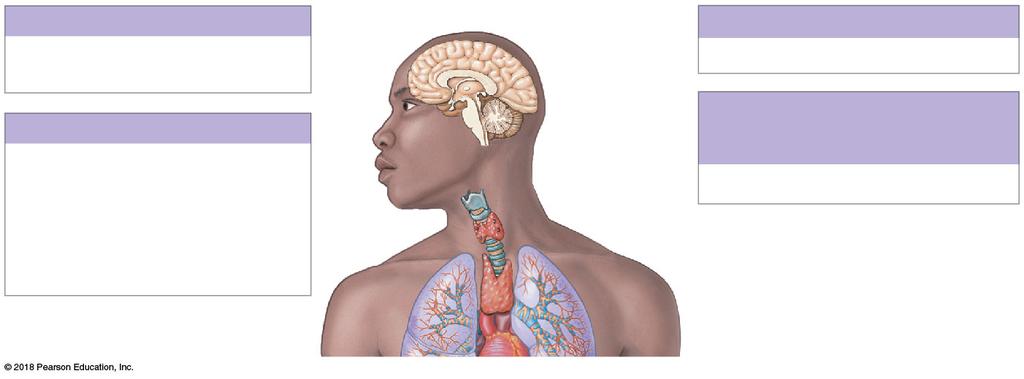Figure 18 1 Organs and Tissues of the Endocrine System (Part 1 of 2).