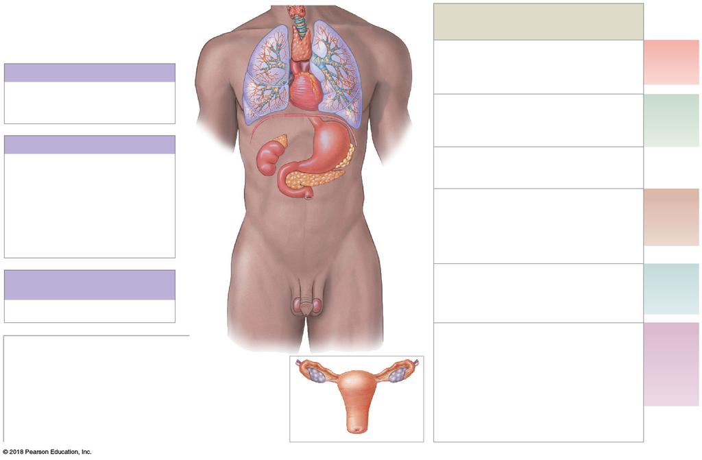 Figure 18 1 Organs and Tissues of the Endocrine System (Part 2 of 2).