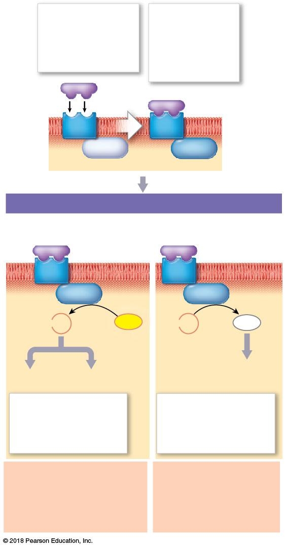 Figure 18 3a G Proteins and Second Messengers. The first messenger (a peptide hormone, catecholamine, or eicosanoid) binds to a membrane receptor and activates a G protein.