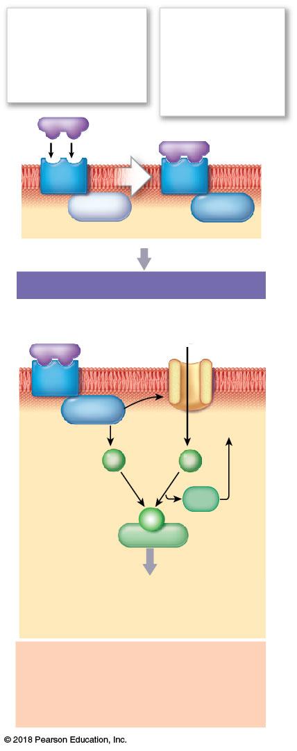 Figure 18 3b G Proteins and Second Messengers.