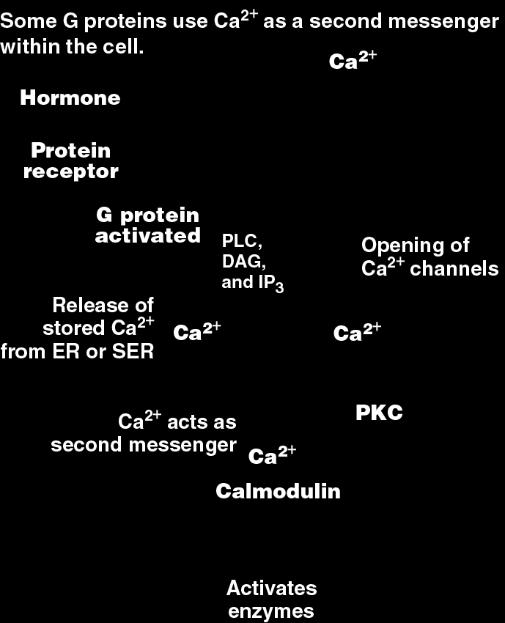 Hormone Protein receptor G protein (inactive) A G protein is an enzyme complex coupled to a membrane receptor that serves as a link between the first and