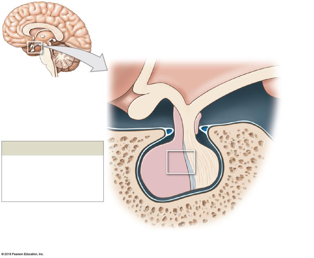 Figure 18 5a The Orientation and Anatomy of the Pituitary Gland.