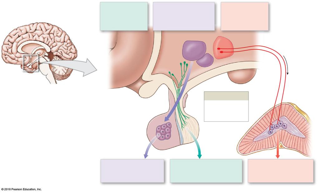 Figure 18 6 Three Mechanisms of Hypothalamic Control over Endocrine Function.