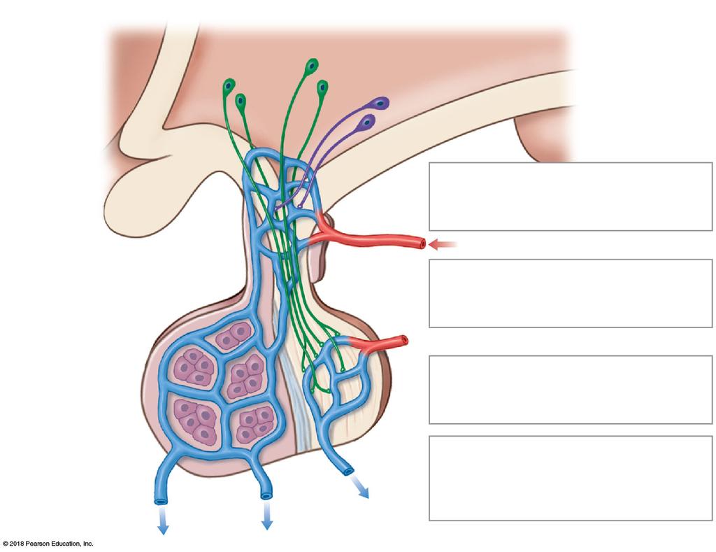 Figure 18 7 The Hypophyseal Portal System and the Blood Supply to the Pituitary Gland.