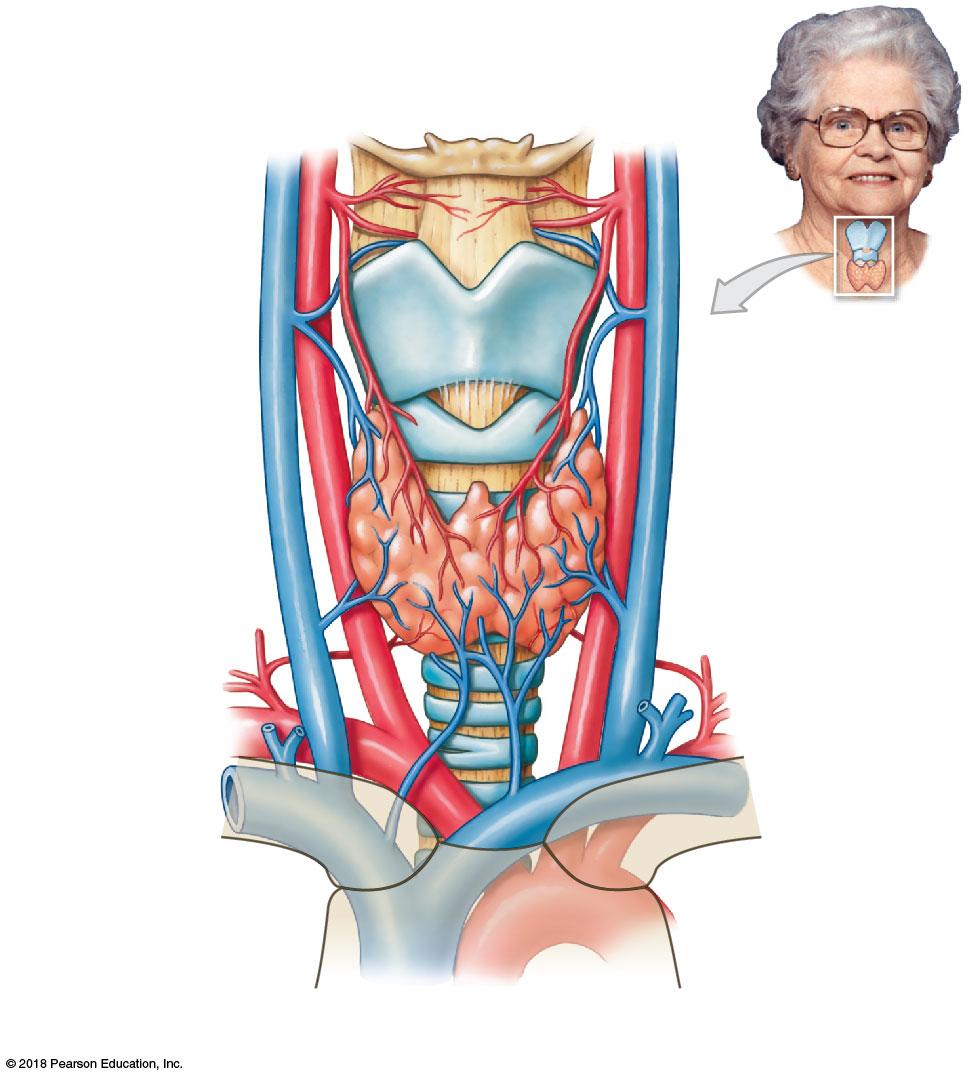 Figure 18 10a Anatomy of the Thyroid Gland.