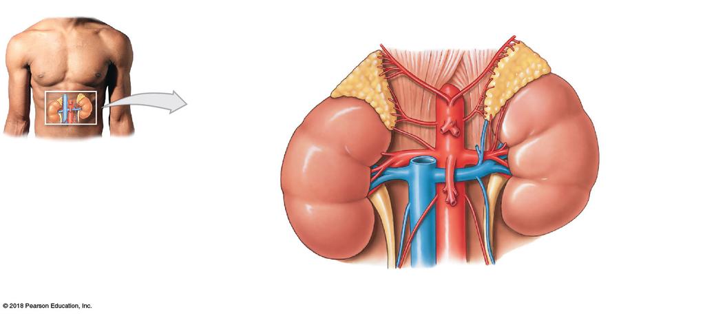 Figure 18 14a The Adrenal Gland and Adrenal Hormones.