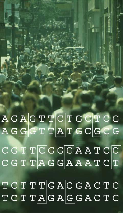 How are genomes of