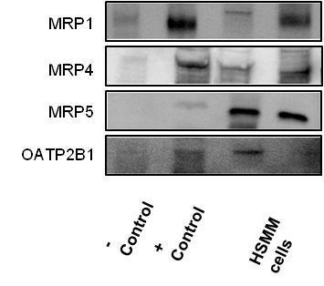 A B Drug Transporter Expression in Human MRP1 mrna (Relative Expression) MRP5 