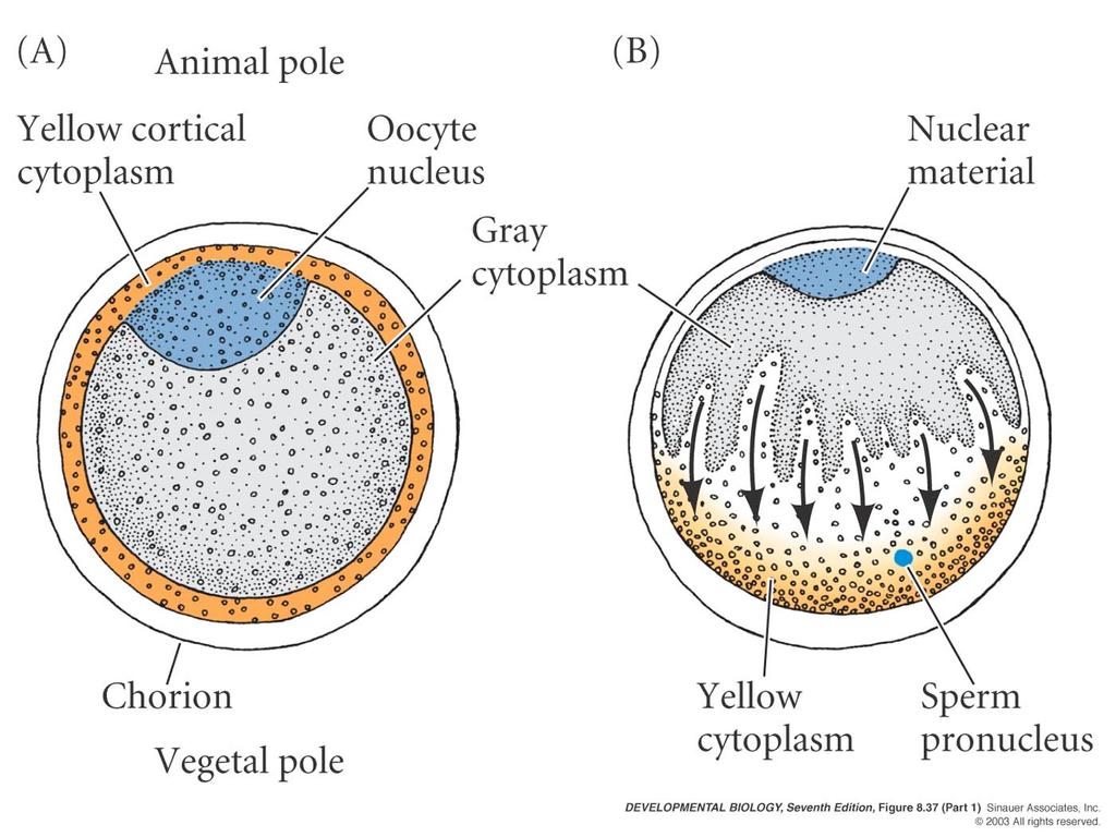 elegans Embryonic Development Figure 8.