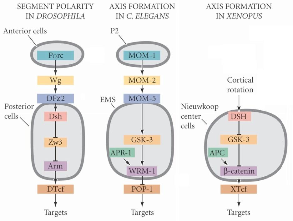 Wnt Signaling in C. elegans vulval development Wnt signaling in vulval development is canonical: BAR-1 binds and activates POP-1 (TCF homolog) β-catenin TCF (e.g., lin-39) BAR-1/POP-1 complex turns on downstream target genes Non-canonical Wnt Signaling in C.