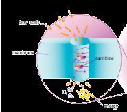 What L-Carnitine support fatty acid metabolism L-Carnitine enables the fatty acids to enter