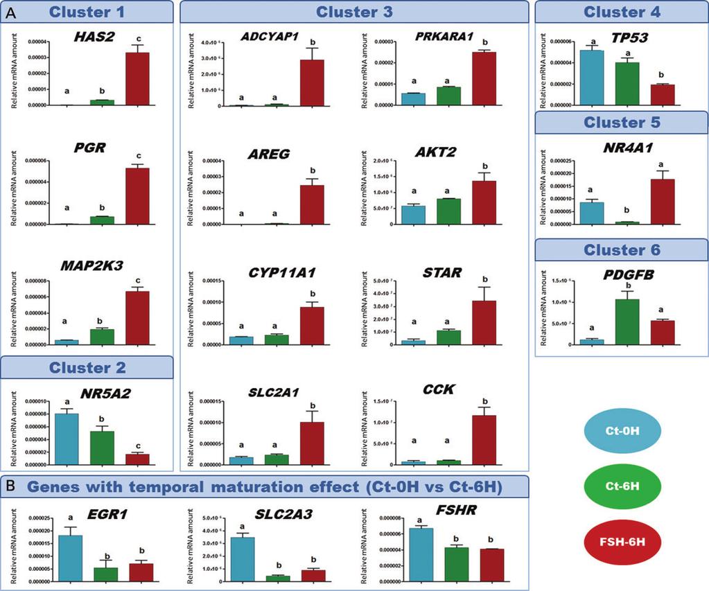 694 Khan et al. Figure 3 Validation of FSH-sensitive gene expression patterns in bovine cumulus cells. Expression profiles of selected genes were charted using quantitative RT PCR (qrt PCR).