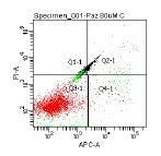 In Vitro Flow Cytometry Apoptosis Analysis Shows an Additive Effect of Treatment with