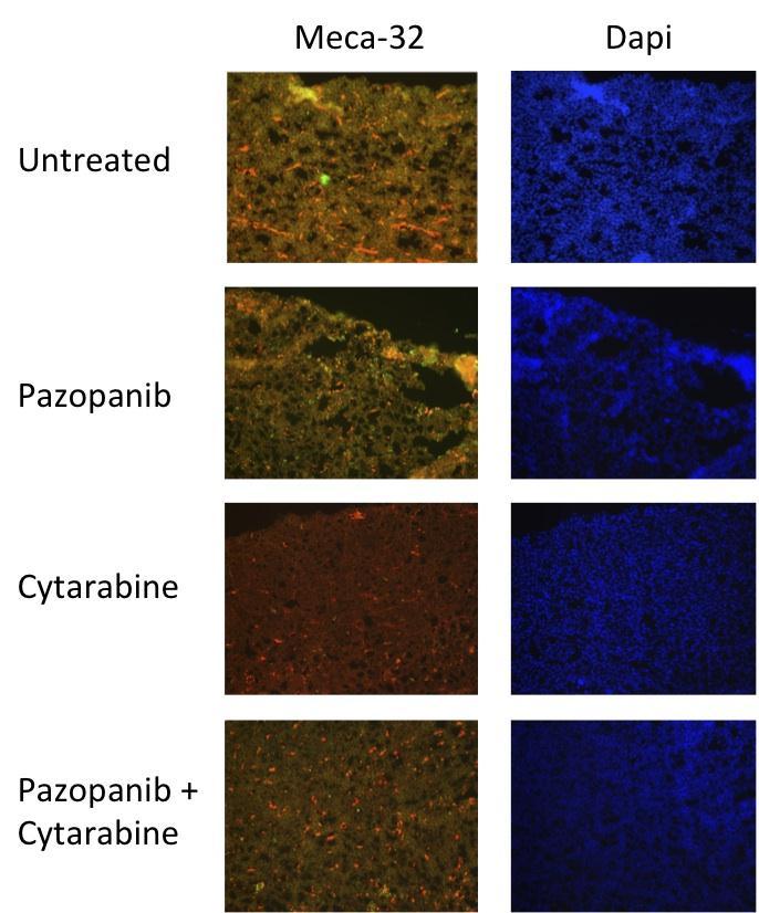 A) B) Figure 3-7. Pazopanib Treatment Disrupts Microvessel Formation in Vivo.