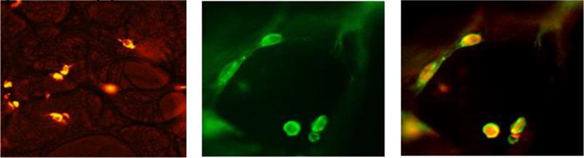 Data were analyzed using FlowJo software (Tree Star, Ashland, OR). fluorescence, thereby permitting direct visualization of phagocytosis by resident phagocytes.