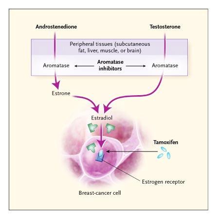 Aromatase Inhibitors Mechanism of Action Vs. Tamoxifen Responsible for Varying Effects On Boneof Action of Aromatase Inhibitors and Tamoxifen.
