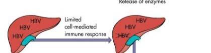 Determinants or acute and chronic HBV
