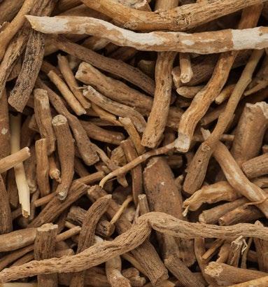 Discovering India s Exotic Herb You may have heard about ashwagandha, or maybe you ve heard it referred to as Indian ginseng, winter cherry, or its scientific name Withania somnifera.