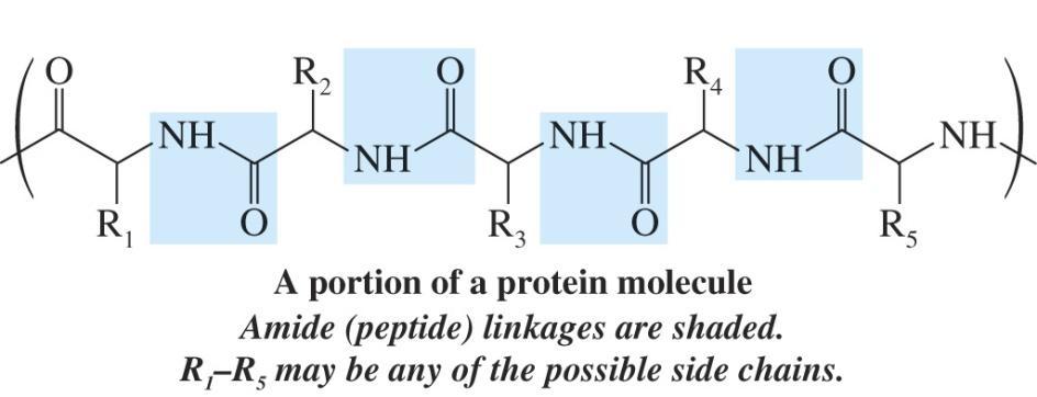 Introduction The three major groups of biological polymers are polysaccharides, proteins and lipids Proteins have many diverse functions; they are major components of the following biomolecules