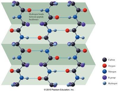 The extended polypeptide chains in b-pleated sheets form hydrogen bonds to adjacent polypeptide chains Slight bond rotations are necessary between amide groups to