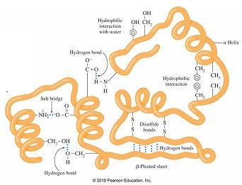 Tertiary Structure The tertiary structure of a protein is the three-dimensional shape which results from further folding of its polypeptide chains This folding is superimposed on the folding caused
