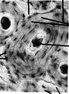 An Osteon Concentric lamellae canaliculi.