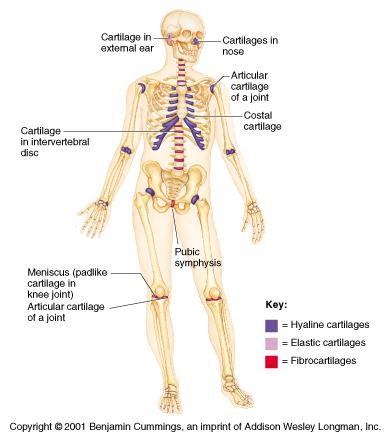 Cartilage Located in the Human Skeleton Here are the