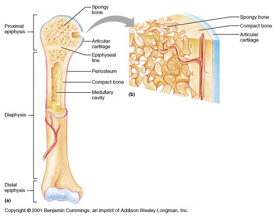 Tissues Found in a Bone This illustration shows the various tissues associated with a bone, using the long bone as an example.
