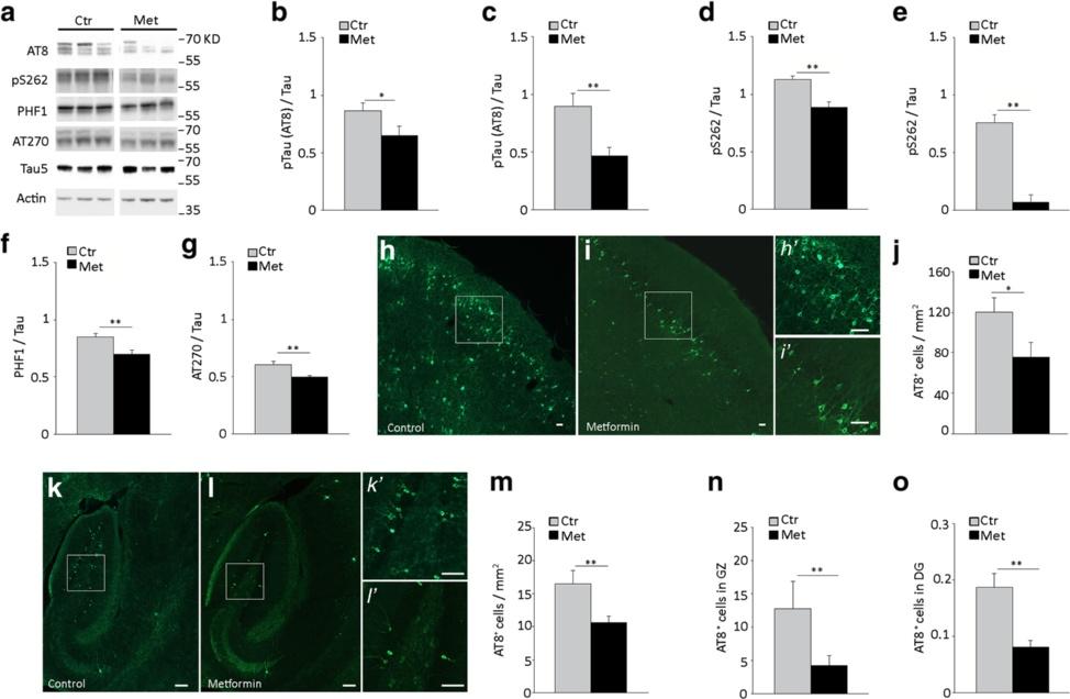 Barini et al. Molecular Neurodegeneration (2016) 11:16 Page 4 of 20 Fig. 2 Metformin treatment reduces tau phosphorylation in vivo.