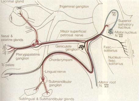 The Facial Nerve Normal Anatomy Schuknecht HF,