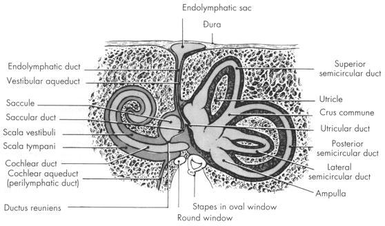 Inner Ear Anatomy Som & Curtin,