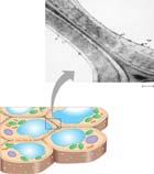 Intermediate Filaments Support cell shape Fix organelles in place Are fixed and do not disassemble.