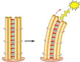 again. If the two microtubule doublets were not attached, they would slide Figure 6.25 A relative to each other.