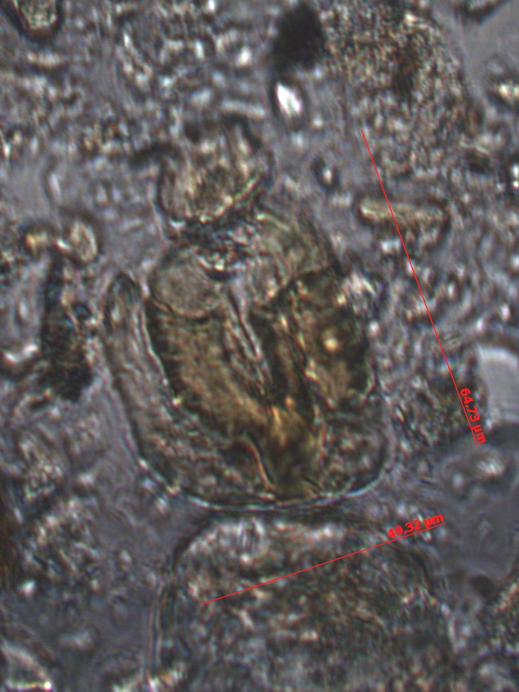 Figure 4. Poorly preserved larval nematode from Atlatl Cave.