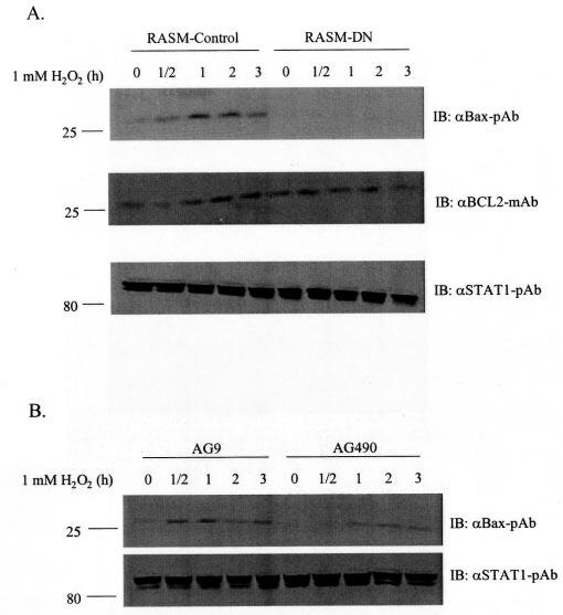 34550 Role of Jak2 in Oxidative Stress-induced Apoptosis FIG. 4. Jak2 mediates hydrogen peroxide-induced up-regulation of Bax expression.