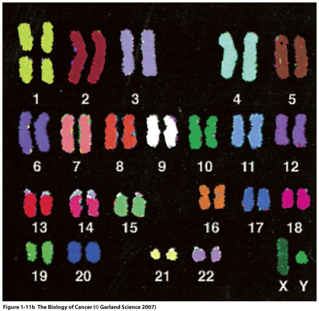 1.3. CELL LEVEL: CELL CYCLE, CELL SURVIVAL, DNA DAMAGE, IMMUNOLOGY each other what is called chromosomal translocation.