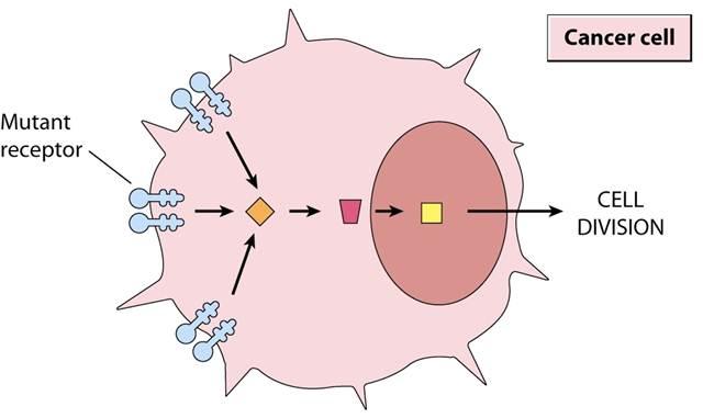 Left: two cells show normal response of growth factor receptors to growth factors EGF and PDGF, respectively.