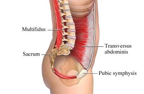 Transverse abdominals and Multifidus The transverse abdominals (also referred to as TrA) are the muscles surrounding either side of the back below the oblique muscles.