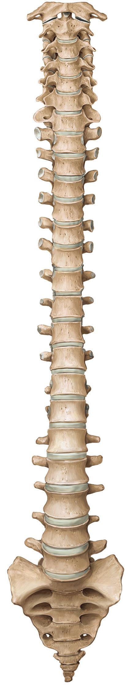 Atlas (C1) C1-C7 vertebrae Atlas (C1) Axis (C2) Axis (C2) Spinous es T1 Vertebra prominens (C7) T1-T12 vertebrae es Intervertebral foramina L1 es L1-L5 vertebrae Intervertebral disc S1-S5 vertebrae