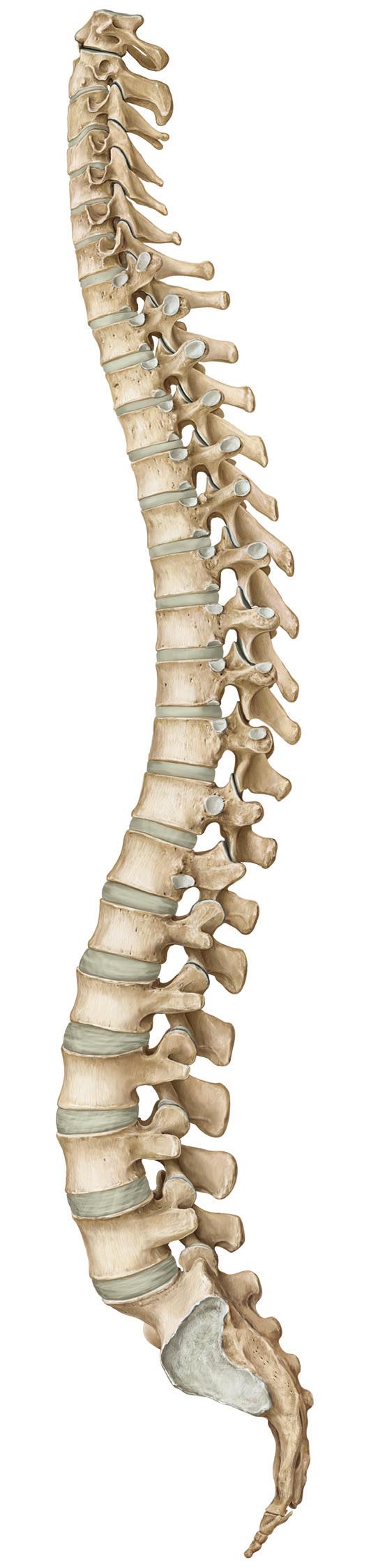 interspersed with fibrocartilaginous intervertebral discs, forming a strong and flexible support for the neck and trunk (Figure.3).