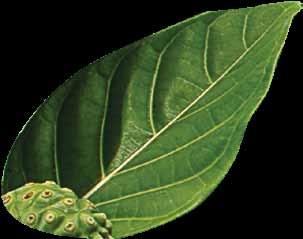 PURE 3600mg of iridoids* SOURCE: noni, tea leaf iridoids PRICE:.