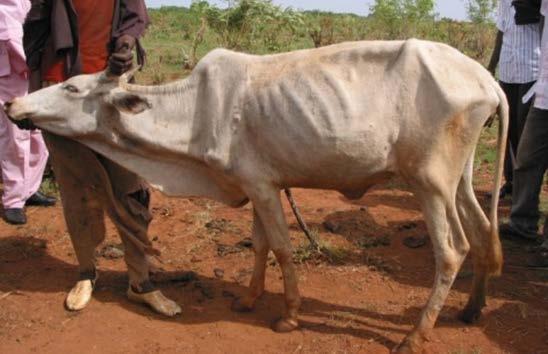 million cattle in Africa only 10 million in tsetse infested areas 50