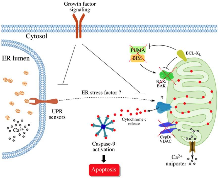 Figure 7. Working model: A BAX/BAK and CypD-independent intrinsic apoptosis pathway.