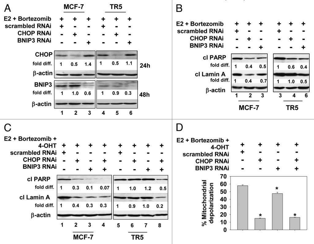 Figure 8. RNAi knockdown of BNIP3 and/or CHOP attenuates bortezomib-induced MCF-7 and TR5 death. (A) RNAi targeting results in knockdown of CHOP and BNIP3 within 24 and 48 h of delivery.