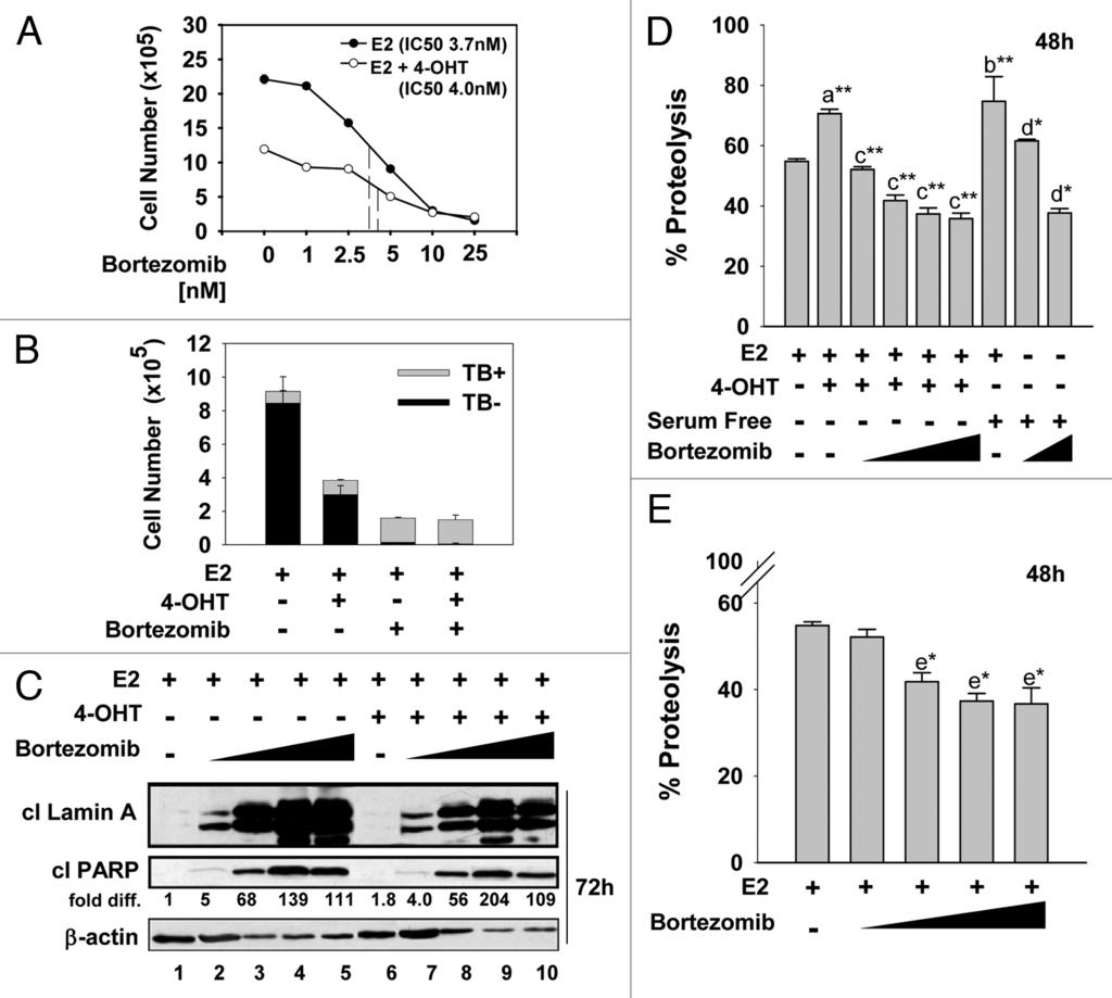 Figure 4. Bortezomib treatment of antiestrogen-sensitive T-47D breast cancer cells induced cell death and attenuates autophagic catabolism.