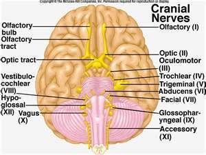 Cranial